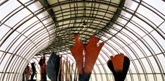 Frans Krajcberg : Planète en danger, artiste en colère