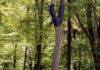 Peter Coffin crée la légende des arbres inversés à Chamarande