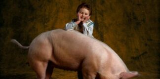 Les bestiaux de Yann Arthus-Bertrand en tournée