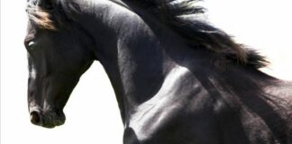 Horses 2025 : les odeurs comme liens émotionnels entre l’humain et le cheval