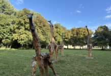 Des girafes au Château de Fontainebleau : quand la forêt prend de la hauteur