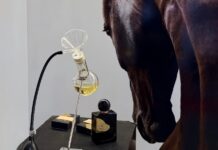 Cavalcades : immersion photographique et olfactive