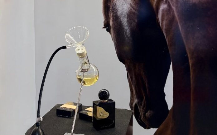 Cavalcades : immersion photographique et olfactive