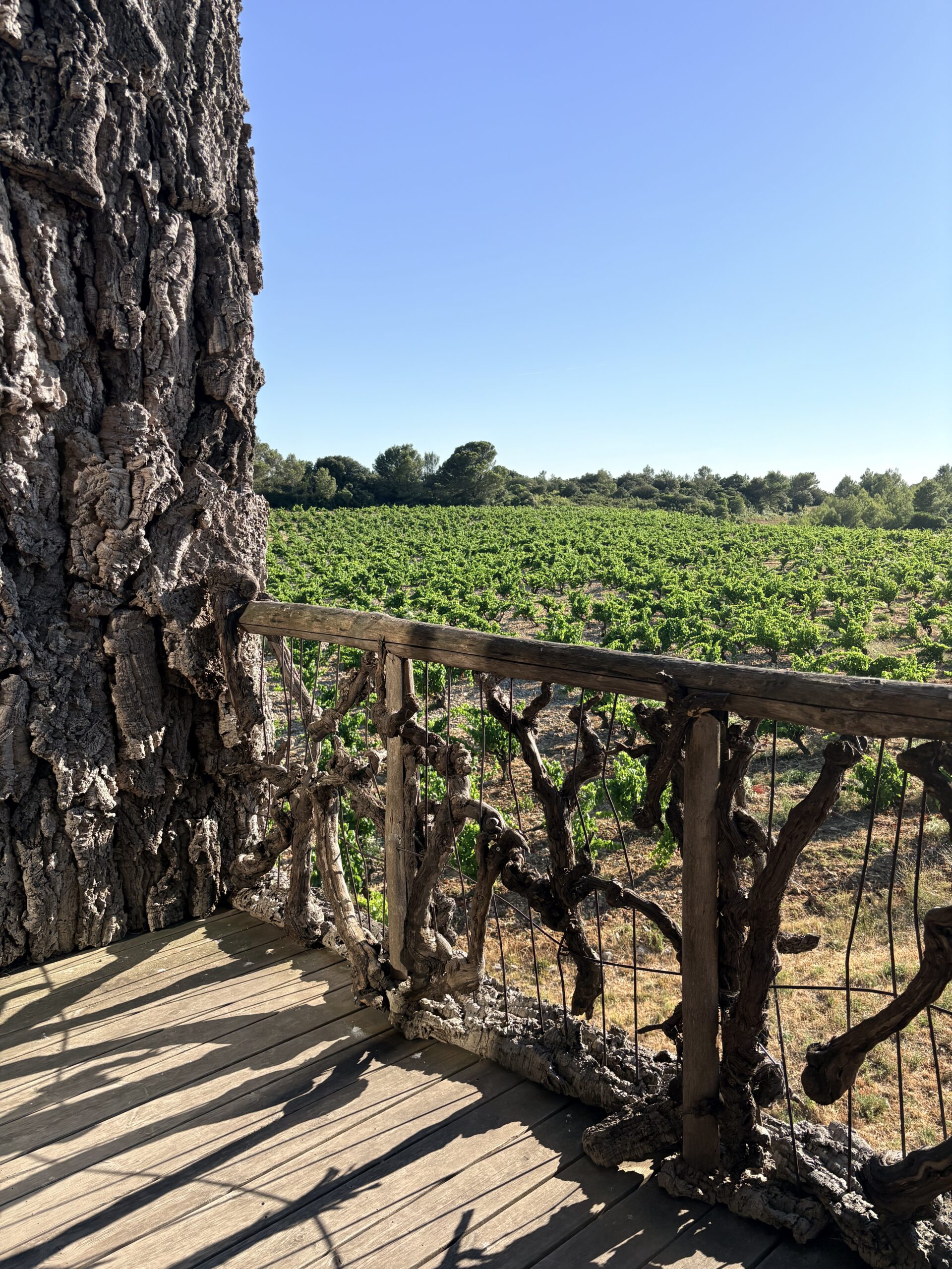Vue depuis le goulot du chai situé au coeur des vignes du Château Castigno